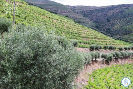 Вилла Quinta Do Monte Bravo - Douro - Quarto Duplo Ervedosa do Douro Экстерьер фото
